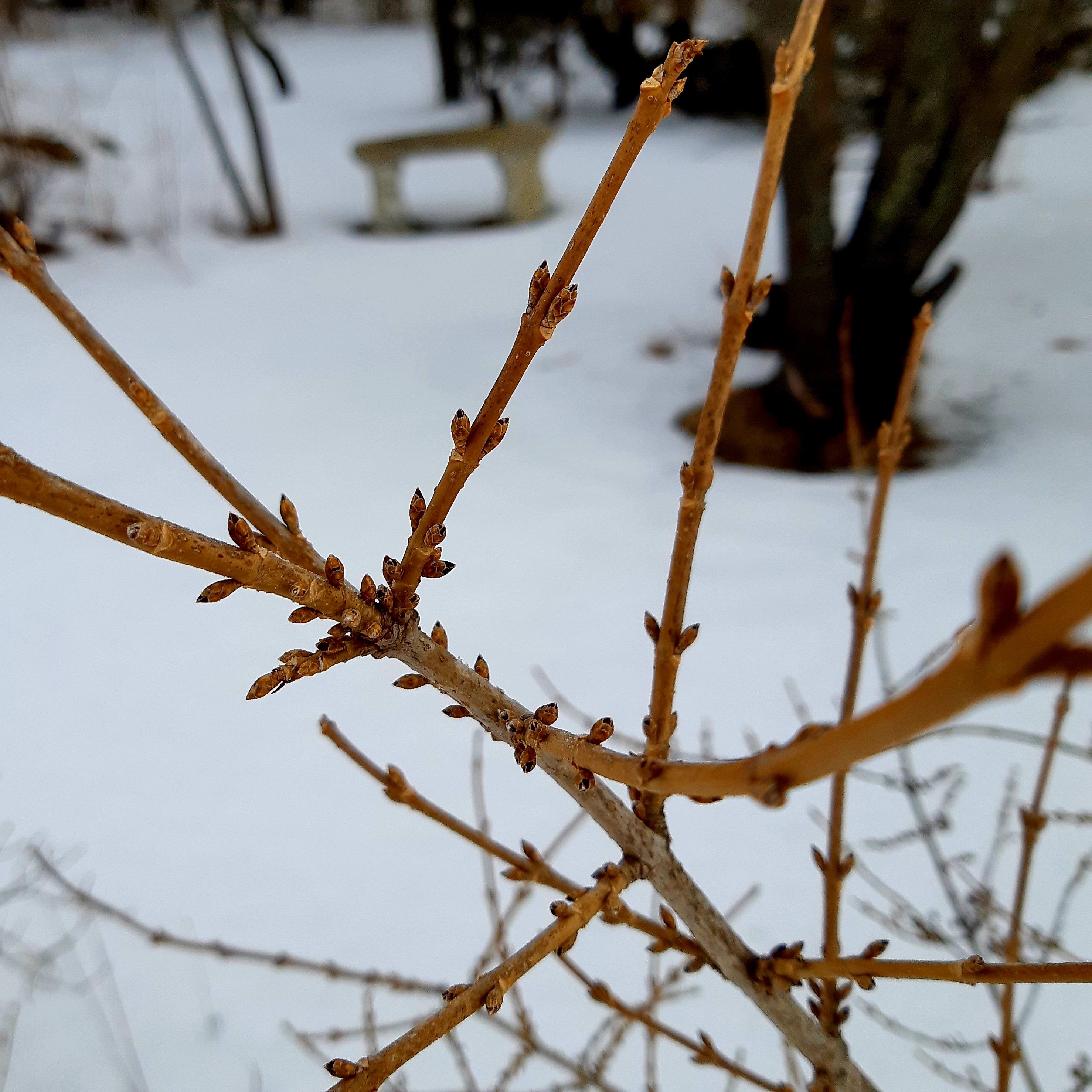 Closeup of Forsythia flower buds starting to swell