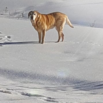 Yellow Labrador retriever, Shileau, standing in the snow