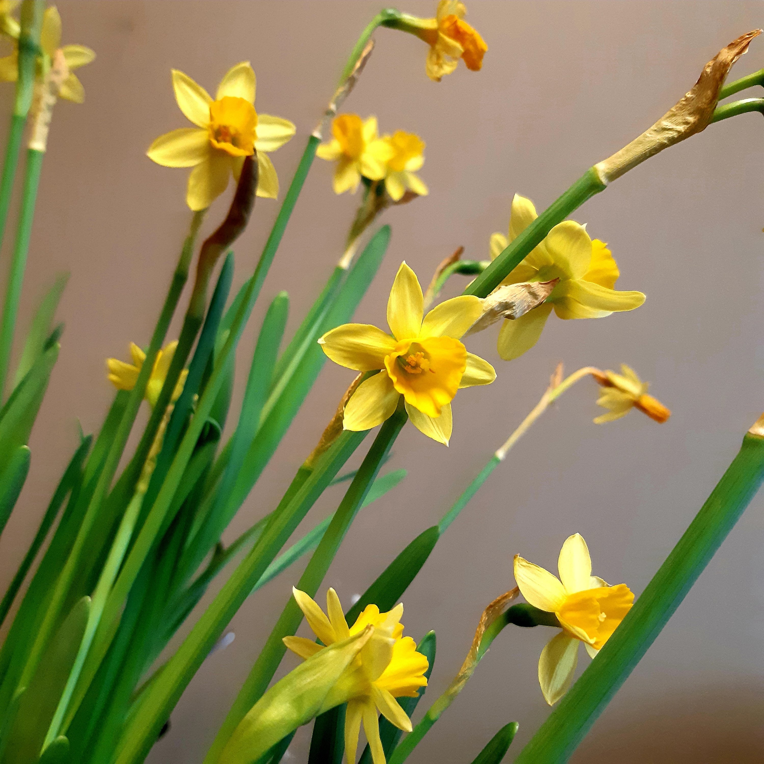 a pot of mini daffodils in bloom