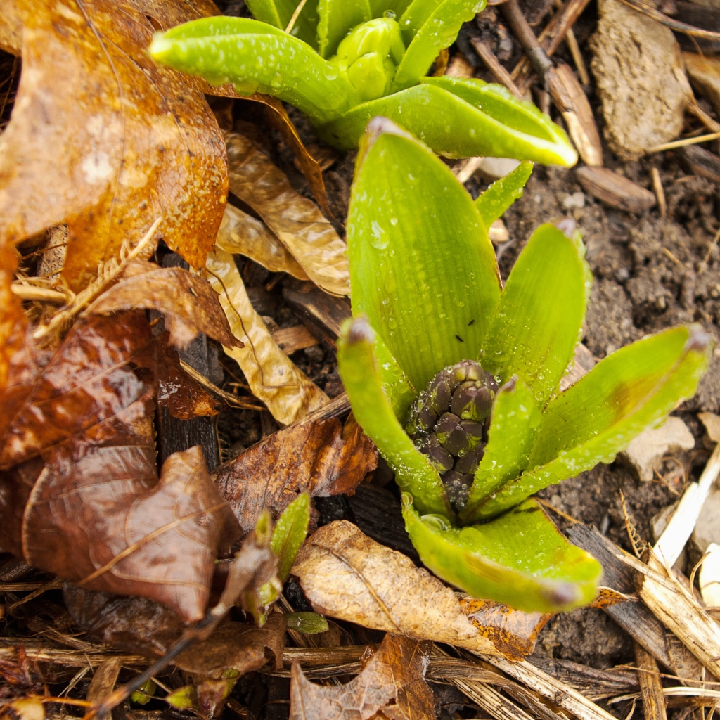a large purple Hyacinth emerging from the ground